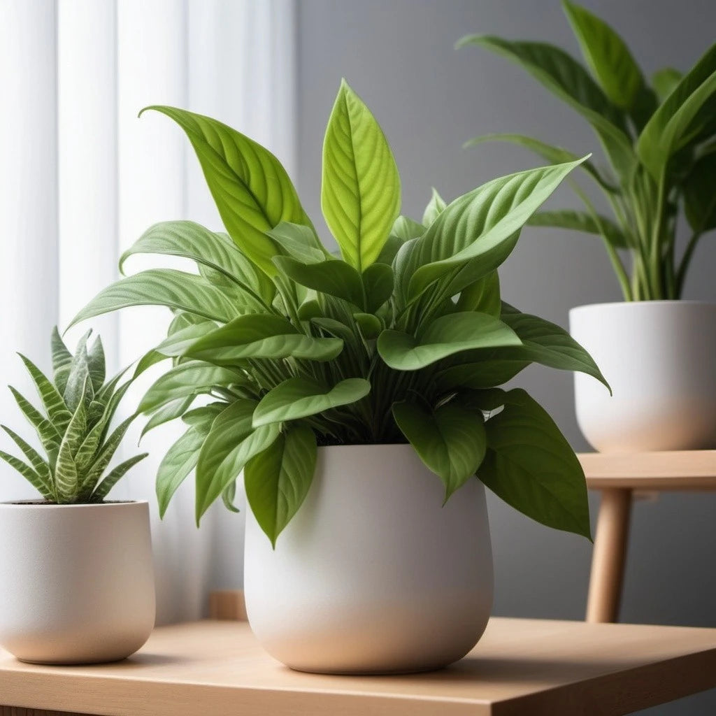 Indoor plants in white pots on a wooden table by a window.